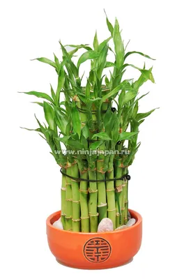Искусственный бамбук в горшке, новый китайский дзен, большой зеленый  Растительный декор, напольное растение, искусственный бамбук | AliExpress