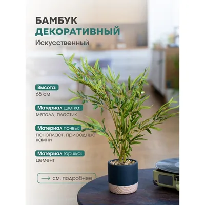 Бамбук, или кусочек тропиков у вас дома. Уход в домашних условиях. Фото —  Ботаничка