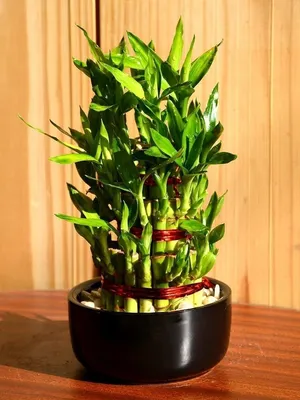 Искусственный Бамбук в горшке Фитопарк 133033755 купить за 5 716 ₽ в  интернет-магазине Wildberries
