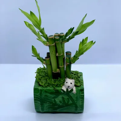 Бамбук Panda в пластиковом горшке купить по цене 4650 грн | Украфлора