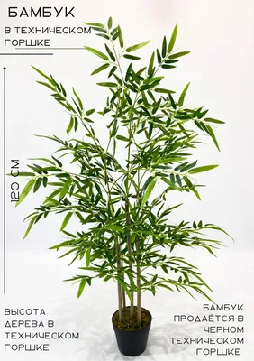 Бамбук в пластиковом горшке, горшок 13,5х13,5 см, высота 92 см Mia13 купить  оптом в Москве | Искусственные цветы в кашпо