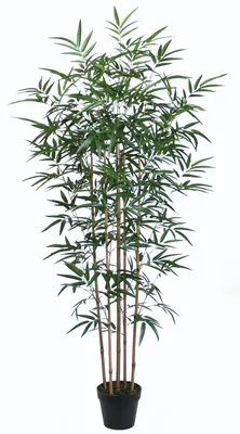 Бамбук - купить вазон с доставкой. Цена, фото, отзывы | Ukraineflora