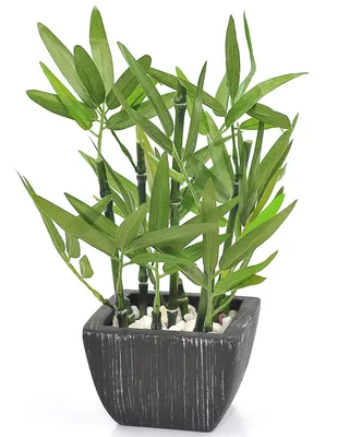 Бамбук в пластиковом горшке, 135×135×920 мм, цвет зелёный / чёрный /  бежевый (10268257) - Купить по цене от 3 652.00 руб. | Интернет магазин  SIMA-LAND.RU