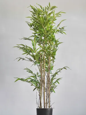 карликовый бамбук в горшке стоковое изображение. изображение насчитывающей  закреплено - 248596563