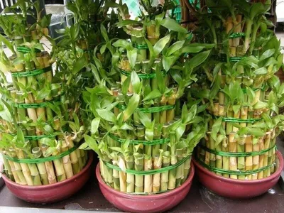 Искусственное растение в горшке, бамбук VLX Bamboo, зеленый, 1500 мм -  Krauta.ee