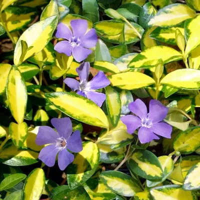 Барвинок малый \"Blue and Gold\" купить в питомнике растений с доставкой по  Мурманску и Мурманской области, рассада, выращивание, посадка и уход