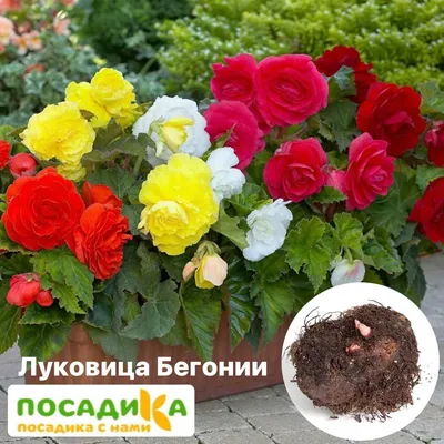 Бегония Вечноцветущая – купить вечноцветущую бегонию Киев