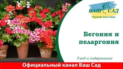 Бегония Belleconia Snow - Сад цветов - Магазин рассады цветов в Барнауле