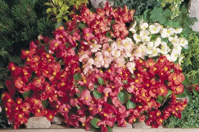 Бегонія вічноквітуча Бада Бінг Суміш Begonia semperflorens Bada Bing Mix -  купить семена цветов с доставкой по Украине в магазине Добродар