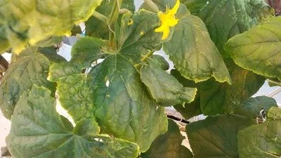 Боремся с белокрылкой на капусте: 10 народных способов и 5 препаратов,  которые защитят ваши грядки | AgroMarket интернет магазин семян