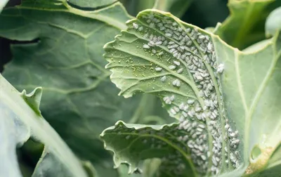 Боремся с белокрылкой на капусте: 10 народных способов и 5 препаратов,  которые защитят ваши грядки | AgroMarket интернет магазин семян