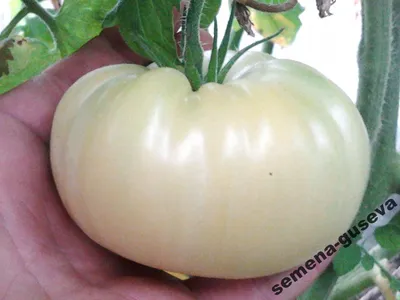 Белые помидоры фото фотографии