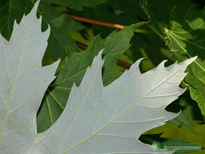 Клён серебристый (Acer saccarinum)