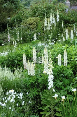 Белый сад фото фотографии