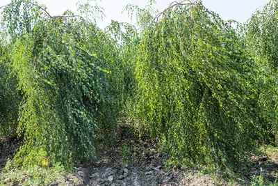 Береза повислая «Юнги» имеет вид тонкого изящного растения. Карликовая  береза, привитая на штамбе, характеризуется медленным ростом, за… |  Instagram