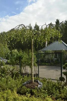 Береза повислая Юнги на штамбе (Youngii) - Зеленый сад
