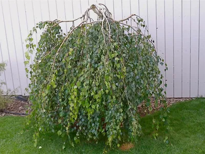 Береза повислая Юнги штамб (Betula pendula Youngii) С35 — Питомник Летний  сад