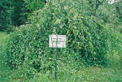 Купить Берёза повислая Юнги на штамбе (Yongii) - Питомник растений Садовая  Империя