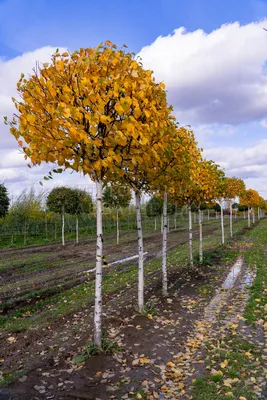 Береза осенью фото дерева фотографии