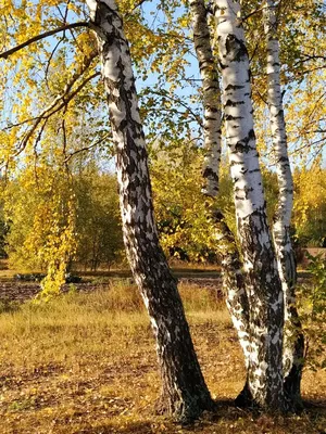 Березы осенью особенно хороши, они создают яркую, праздничную атмосферу в  серых осенних днях. Birch trees are especially good i… | Пейзажи, Береза,  Рисунки пейзажей