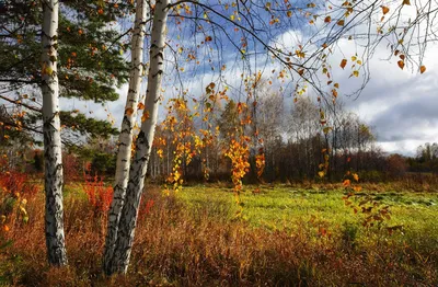 Красивая Золотисто Желтая Береза Осенью стоковое фото ©Alexandra Lande  596869402
