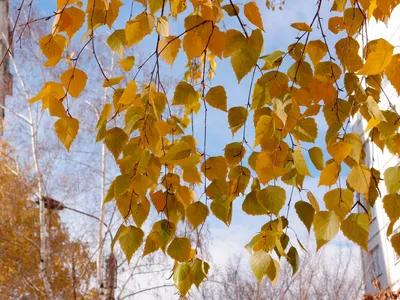 Береза Осень Latex - купить в Москве | Интернет-магазин искусственных  растений Zeltta