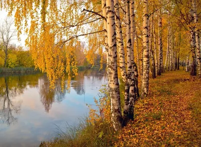 Осень Береза Листья - Бесплатное фото на Pixabay - Pixabay