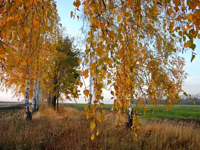 Старая береза против других деревьев и небо осенью Стоковое Фото -  изображение насчитывающей крона, завод: 167463656