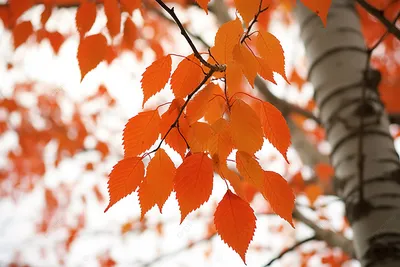 Береза поздней осенью (Множество фото) - treepics.ru