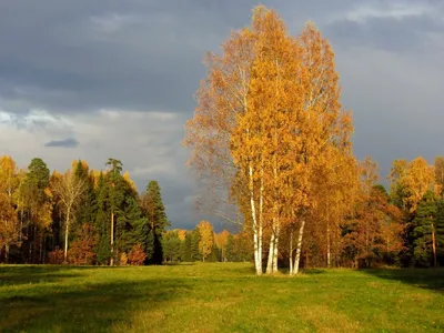 Осень Береза Природа - Бесплатное фото на Pixabay - Pixabay