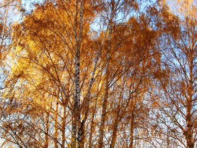 File:Autumn leaves Все краски осени Желтый Береза 03.jpg - Wikimedia Commons