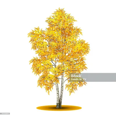 Береза осенью, с желтой листвой Иллюстрация вектора - иллюстрации  насчитывающей цвет, листво: 145026843