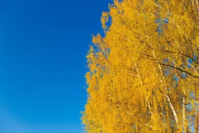 Осенняя роща - 75 фото