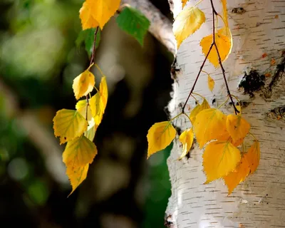 Дерево Береза Осень - Бесплатное фото на Pixabay - Pixabay