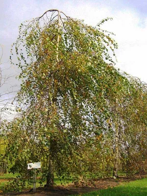 Береза повислая Юнги (Betula pendula Youngii)