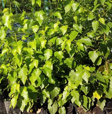 Береза плакучая \"Юнги\" (Betula pendula Youngii) - Лиственные растения весна  2024 года - купить лиственные растения спирея, кизильник, барбарис,  лапчатка.