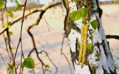 Цветение березы в весеннем времени Стоковое Фото - изображение  насчитывающей весна, сад: 87602850