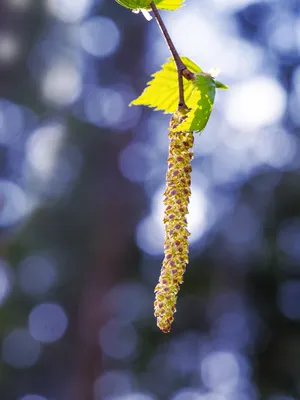 береза цветет валы рядков зеленого цвета травы Стоковое Фото - изображение  насчитывающей листья, цветки: 15984450