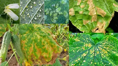 Болезни и вредители огурцов: описание, фото листьев, лечение, способы борьбы