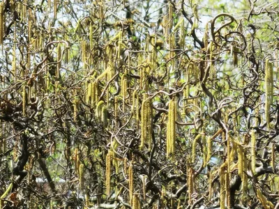 Ива хакуро нишики: фото с описанием сортов экзотического дерева. Все об  уходе, посадке, размножении и использовании в ландшафтном дизайне