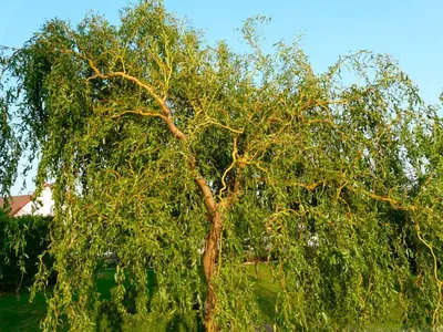 Пурпурная ива (Salix purpurea) сорт Нана - удачное растение для топиарной  стрижки | ЭКОсад для всех | Дзен