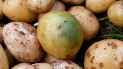Эксперты раскрыли опасность картошки с зелеными пятнами. Что с ней не так |  РБК Life