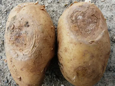 Почему картошка не хранится и начинает гнить | Энциклопедия  садовода-огородника | Дзен