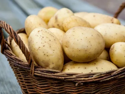 Вредители и болезни картофеля в картинках