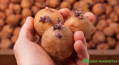 Чем болеет картофель: определяем по урожаю | На грядке (Огород.ru)