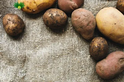 Парша обыкновенная - болезни картофеля | Картофельные технологии