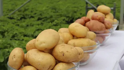 СонцеCад - Защита картофеля от болезней в период хранения