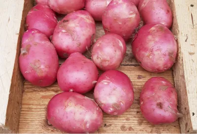 Только ТАК можно оздоровить клубни картофеля! Все о выборе семян и их  избавлении от болезней! - YouTube