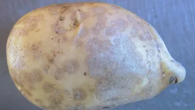 Заболевания картошки: картошка поврежденная сверчком моли Стоковое  Изображение - изображение насчитывающей моль, сад: 126807601