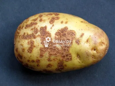 Болезни клубней картофеля фото фотографии
